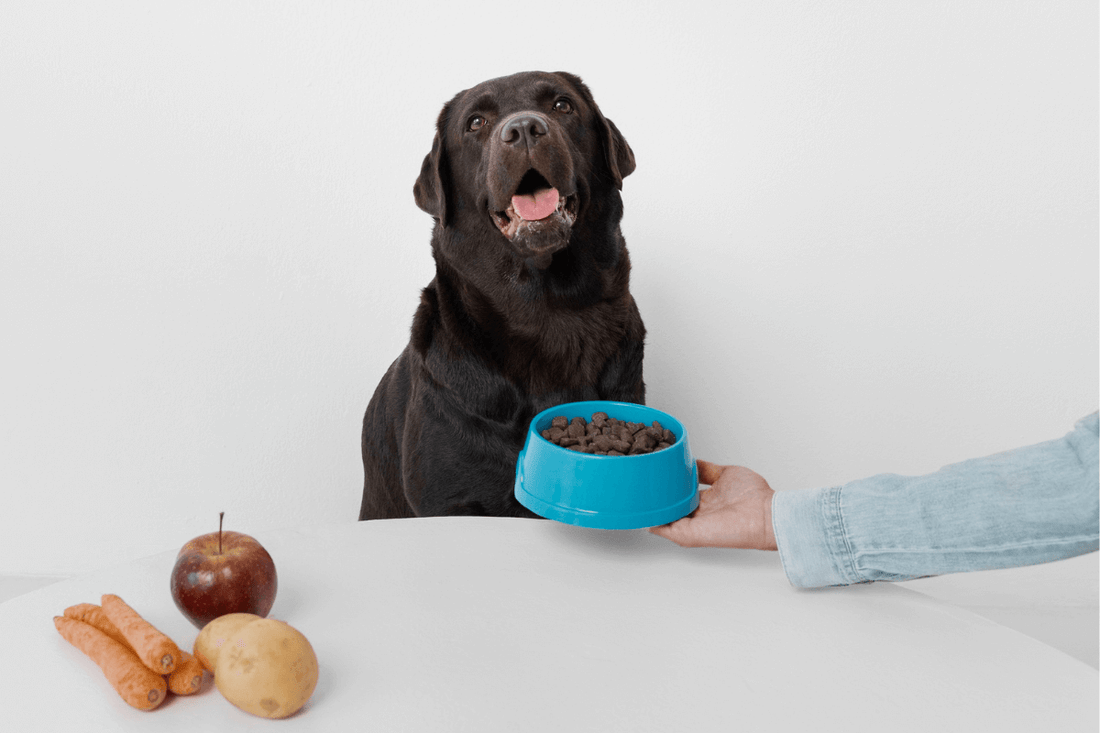 The Ultimate Guide to Dog Nutrition What Your Vet Wishes You Knew