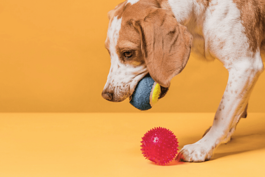 Dog chewing durable rubber Kong toy, demonstrating best chew toys for aggressive chewers