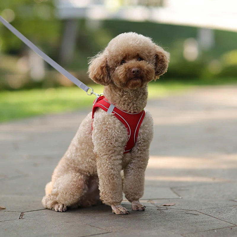 Adjustable Puppy Harness & Leash For Small Dog