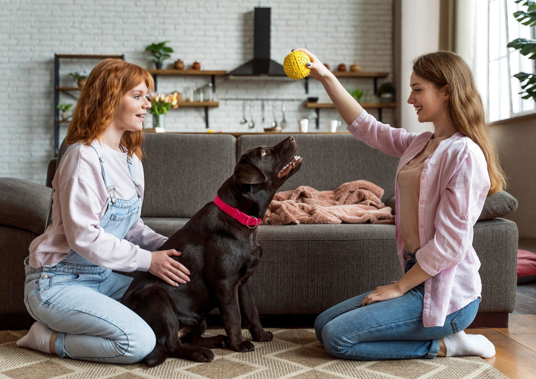 7 Brain Games to Keep Your Dog Happy and Smart - Doggo Nest
