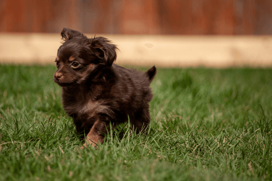 How to Care for Your Dog at Every Life Stage