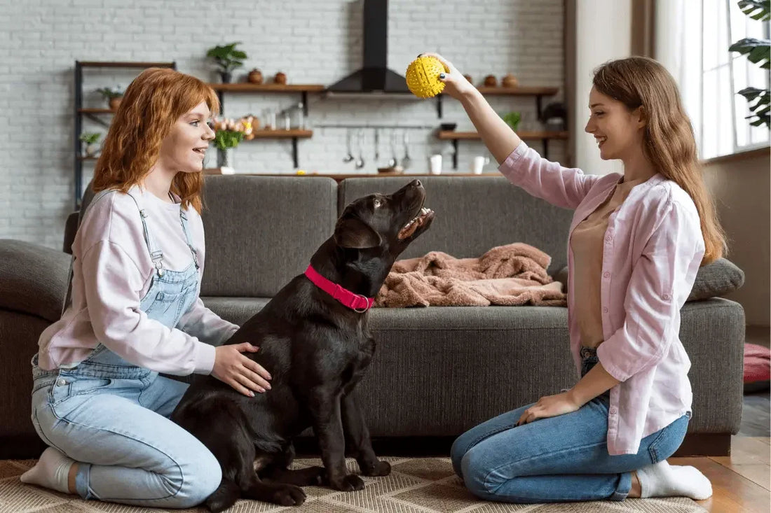 Is Your Dog Bored? 7 Brain Games to Keep Them Happy and Smart - Doggo Nest