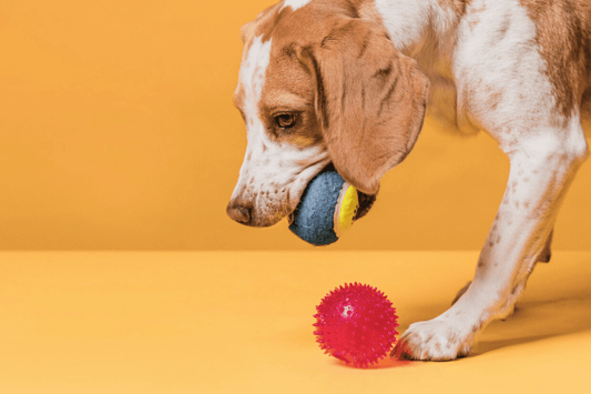 Dog chewing durable rubber Kong toy, demonstrating best chew toys for aggressive chewers