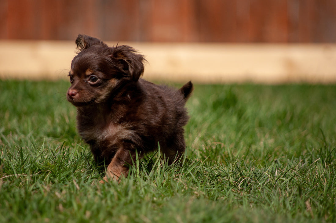 From Puppy to Senior: How to Care for Your Dog at Every Life Stage - Doggo Nest