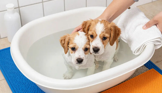 Safe puppy bath safety setup demonstrating how to bathe a puppy with proper supplies including lukewarm water, puppy shampoo, towels, and non-slip mat